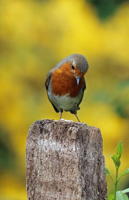 Robin perched on frosty garden fence