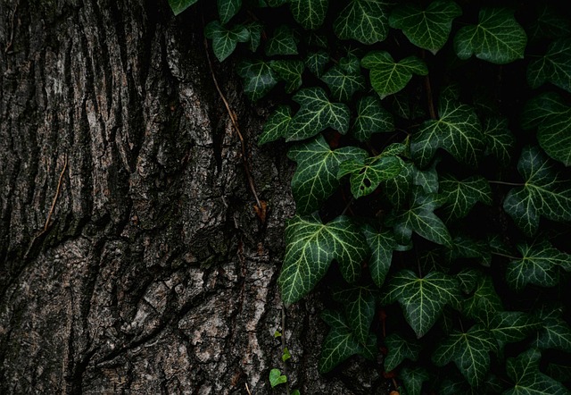 Robin resting near tree trunk