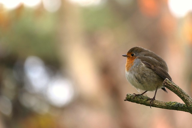 Robin resting near tree trunk