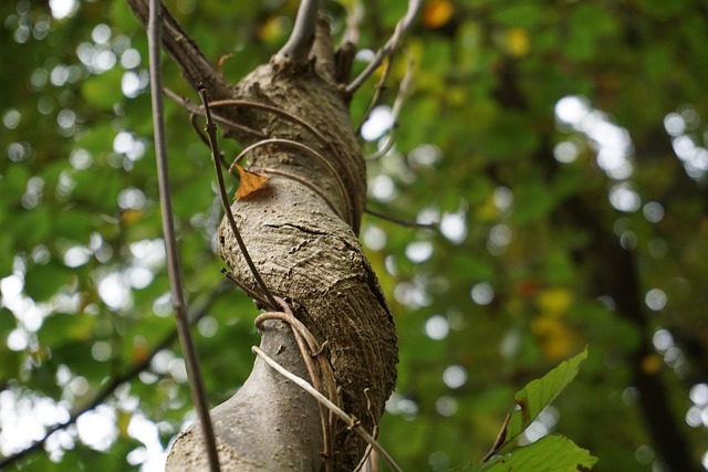 Robin resting near tree trunk