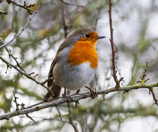 Robin resting near tree trunk