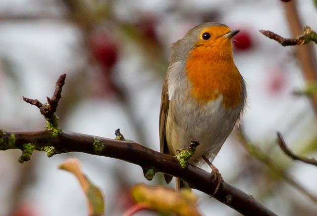 Robin with bright red breast perched