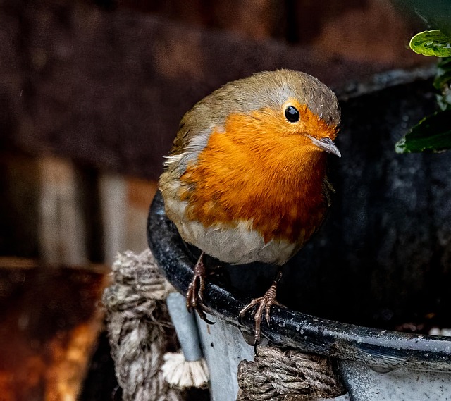 Robins feeding on chopped apples