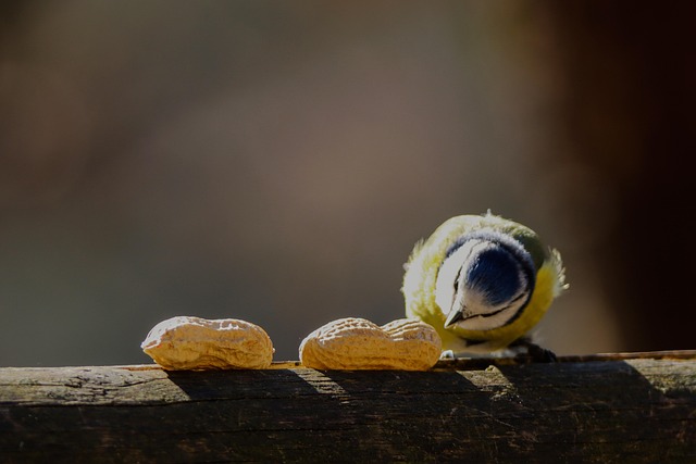 Rustic container filled with bird peanuts