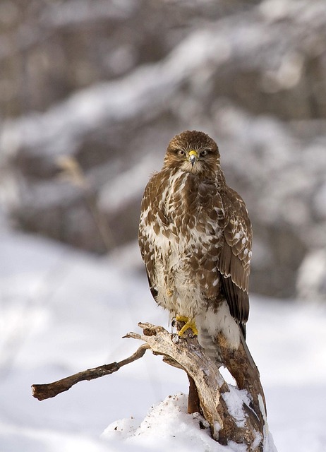 Seasonal bird feeding guide with UK birds