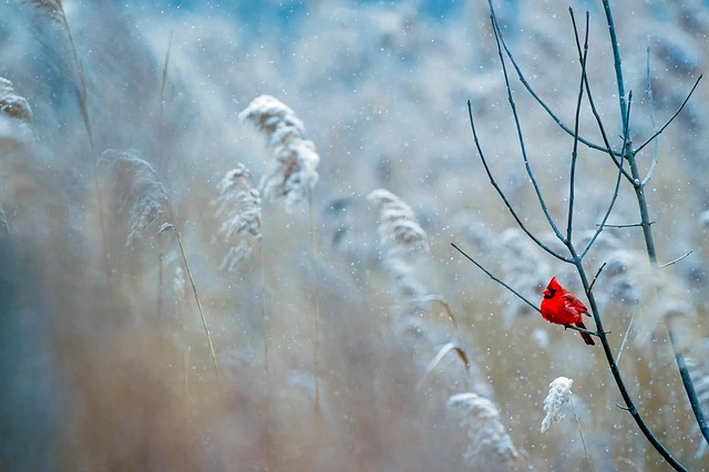 Seasonal bird feeding guide with UK birds