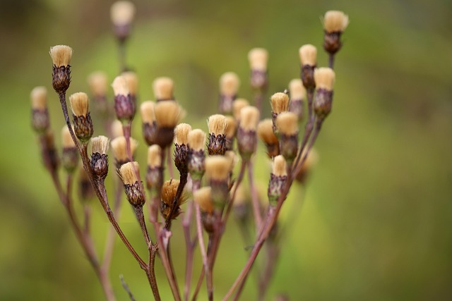 Unleashing Energy: Best Wild Bird Seed Choices Revealed