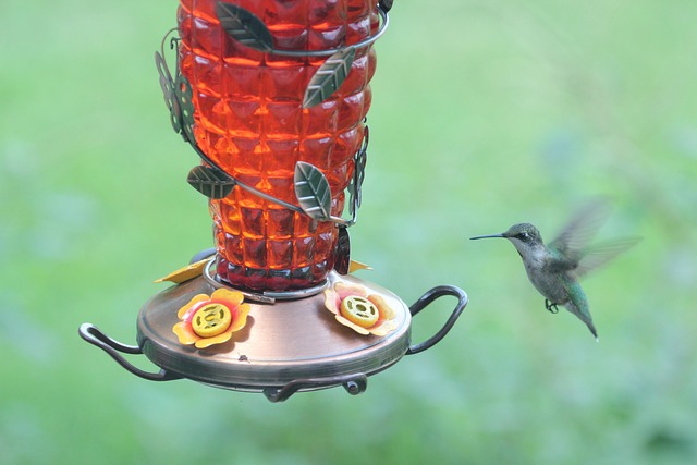 Small bird seed feeder with pigeon guard