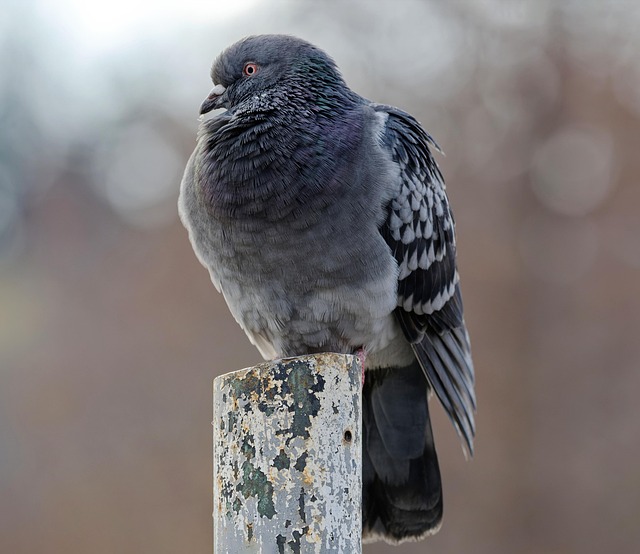 Small bird seed feeder with pigeon guard