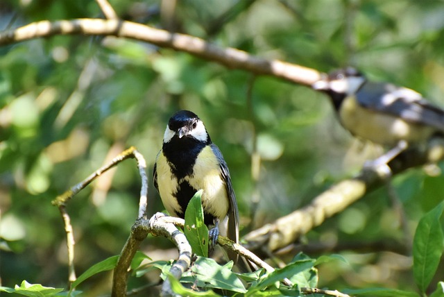 Small birds eating at garden station