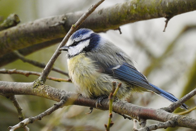 Set Up a Haven for Garden Birds UK: Feeding Station Guide