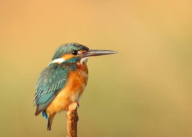 small-birds-feeding-from-scattered-seeds-640x480-11706144.jpeg
