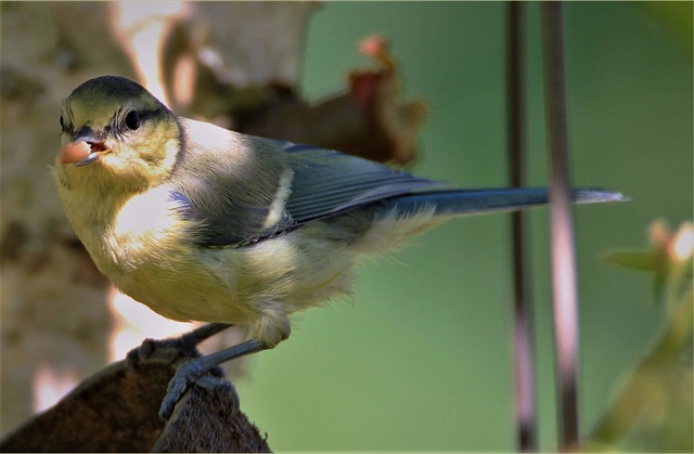 Small birds feeding from scattered seeds