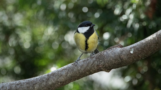 Small birds feeding from scattered seeds