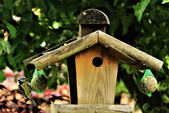 Attract Ground Birds: Feeder Choices and Installation Tips