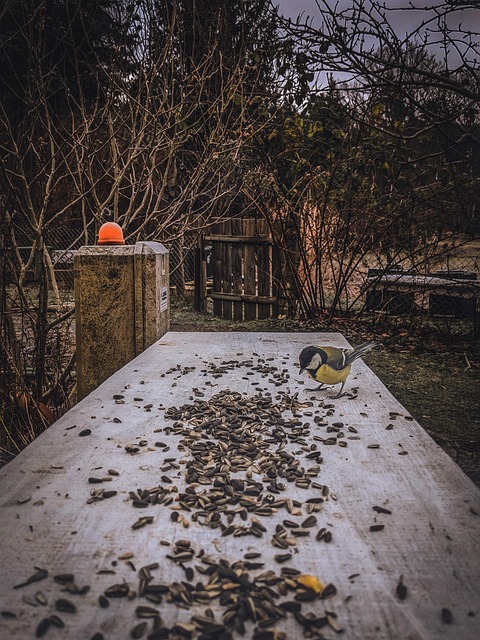 Feed Garden Birds: Choosing Sunflower Hearts for Optimal Nutrition