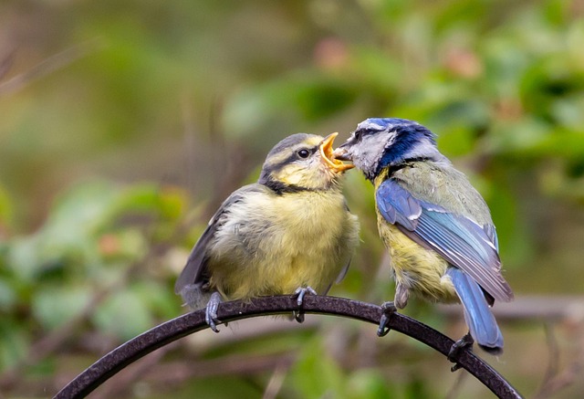 Small birds feeding on sunflower hearts
