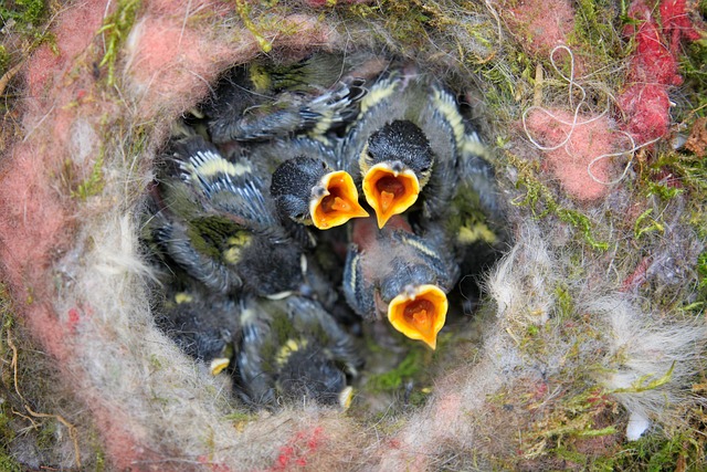Small birds feeding on sunflower hearts