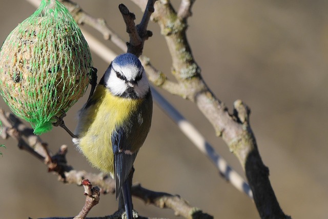 Sunflower Hearts: Balancing Diet for Garden Birds' Health