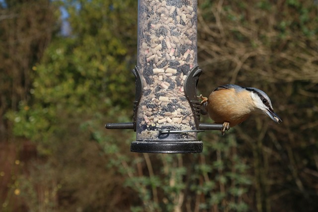 Small garden birds eating sunflower hearts