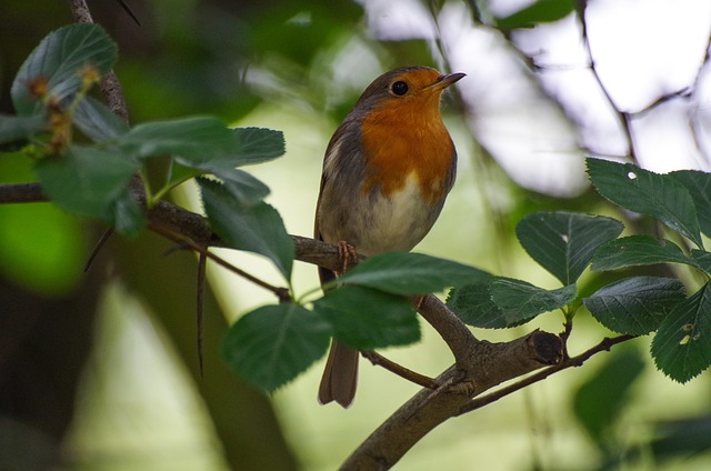 Small garden birds eating sunflower hearts
