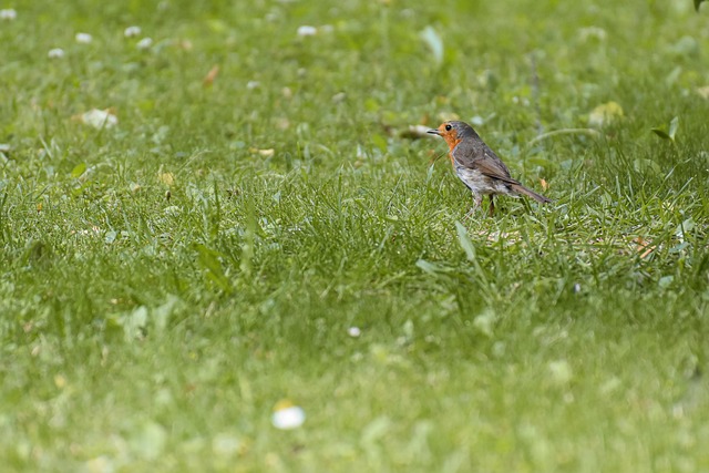 Small garden birds eating sunflower hearts