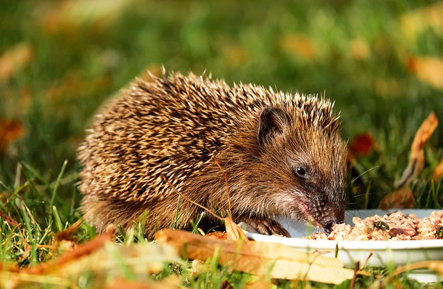 Small garden birds eating sunflower hearts