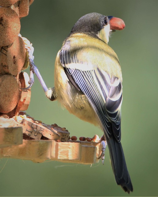 Small songbird feeding on mealworm tray