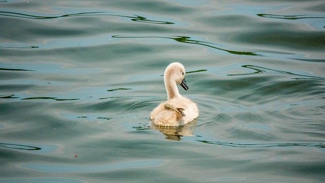 Soft food offered to young bird