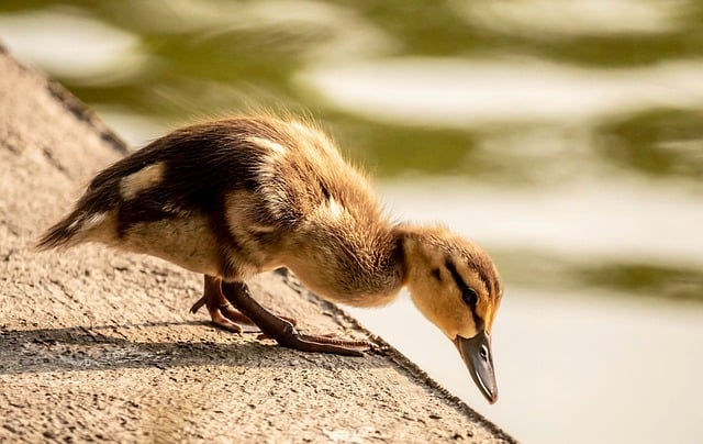 Soft food offered to young bird