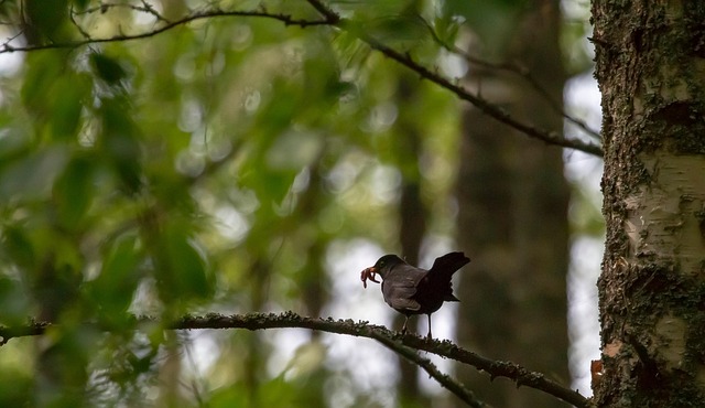 Soft food offered to young bird