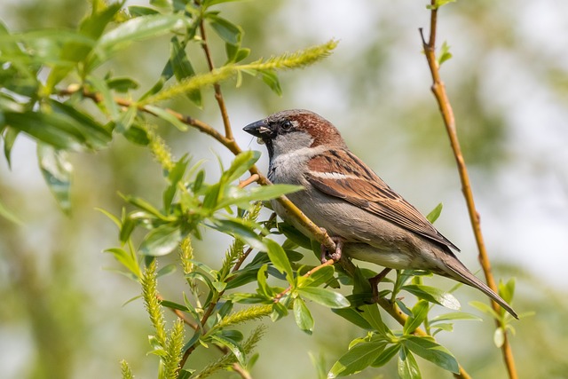 Sparrow leaving an abandoned nest