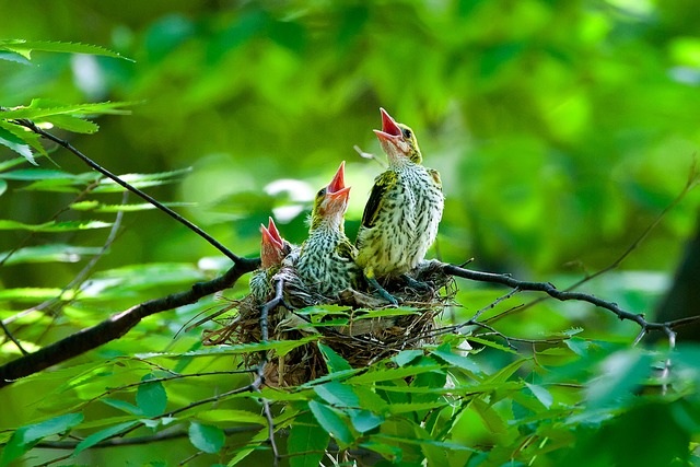 Sparrow leaving an abandoned nest