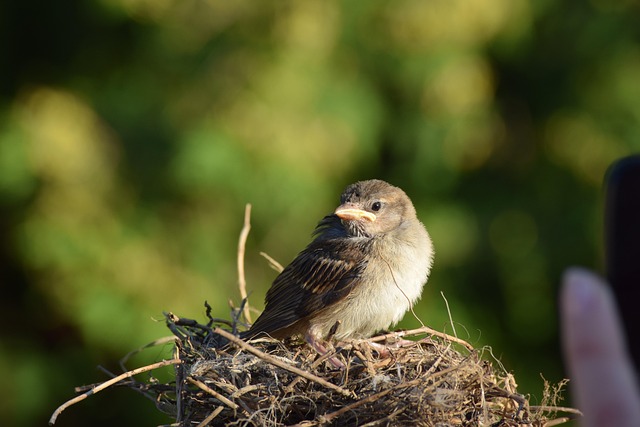 Sparrow leaving an abandoned nest