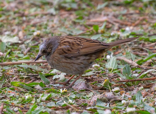 Sparrows eating seeds on ground