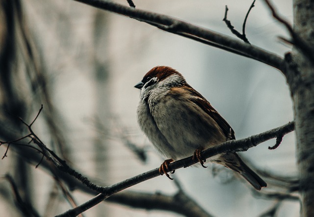 Sparrows eating seeds on ground