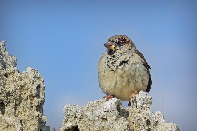 Unveiling Garden Birds’ Diverse Dietary Preferences