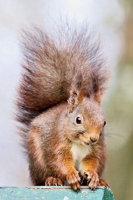 Squirrel-Proof Feeders for Sunflowers: Guide to Effective Protection