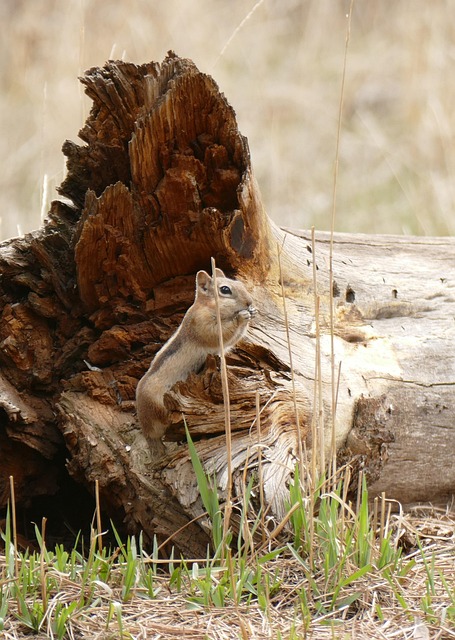 squirrel-resistant-cage-over-ground-seed-640x480-20978607.jpeg