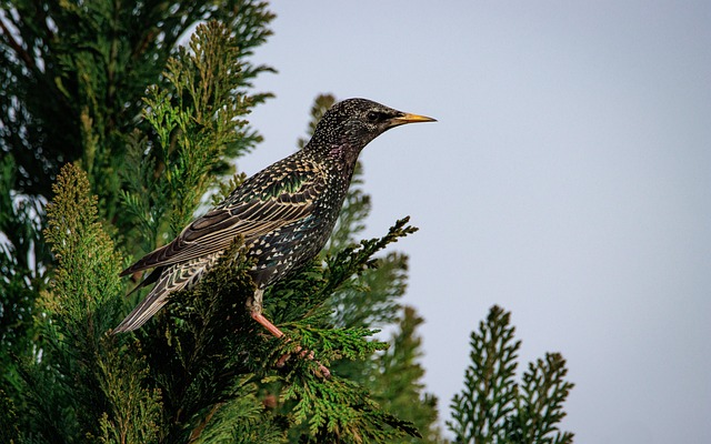 starling-displaying-iridescent-feathers-640x480-71135060.jpeg