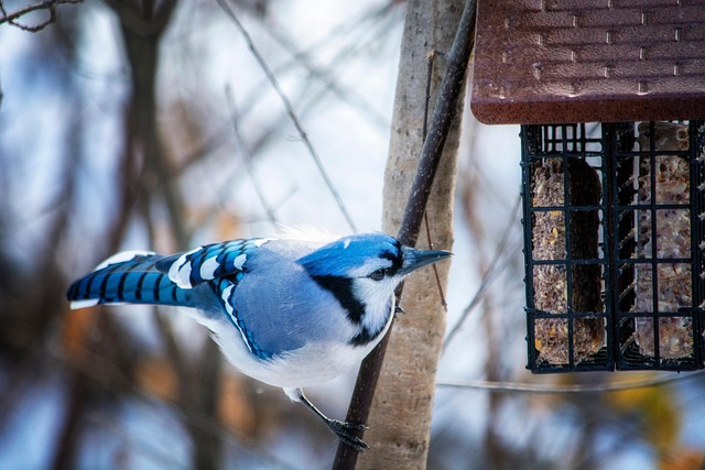 Suet pellets in a ceramic bowl