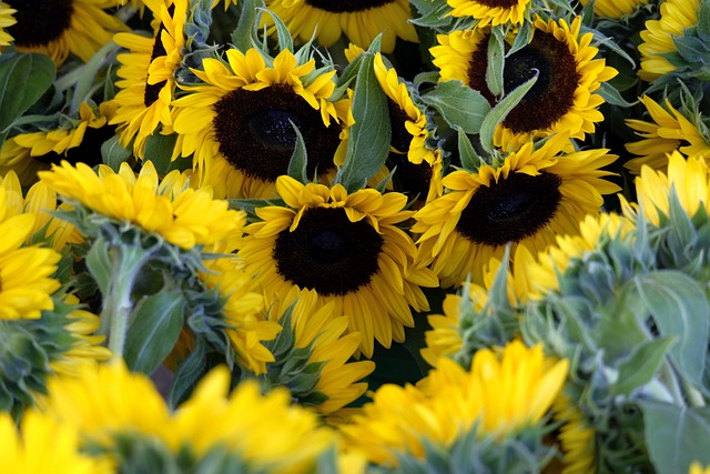 Free Shipping on Premium Sunflower Seeds for Birmingham Birds – Save Big Today!
