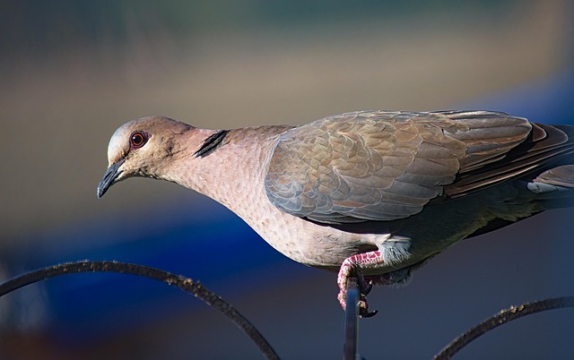 tiny-birds-perched-pigeons-kept-away-640x480-31370862.jpeg