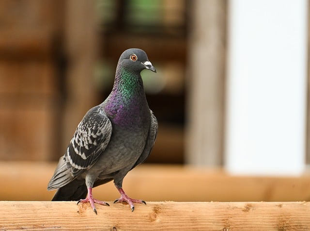 tiny-birds-perched-pigeons-kept-away-640x480-49856918.jpeg