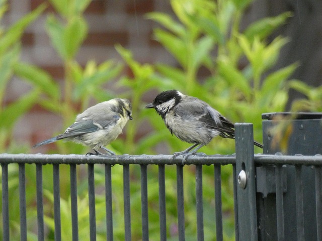 Tits feeding from tray of sunflower hearts