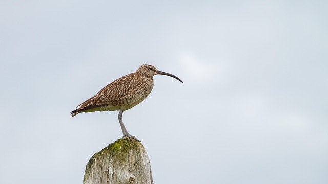 tree-mounted-bird-box-with-bird-nearby-640x480-99075063.jpeg