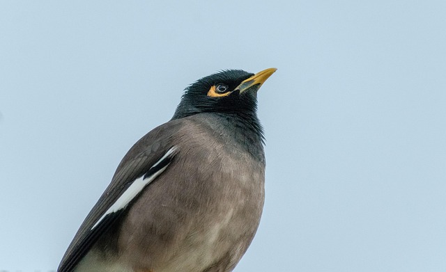 Seasonal Guide: Bulk Buy Peanuts for Attracting Wild Birds