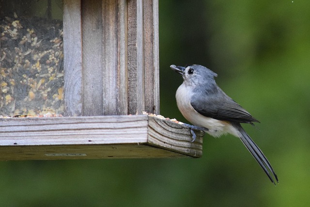 Comparing UK Window Bird Feeder Designs and Features