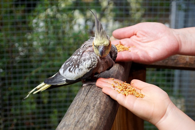 Maintain Your Garden Bird Feeding Station Effortlessly