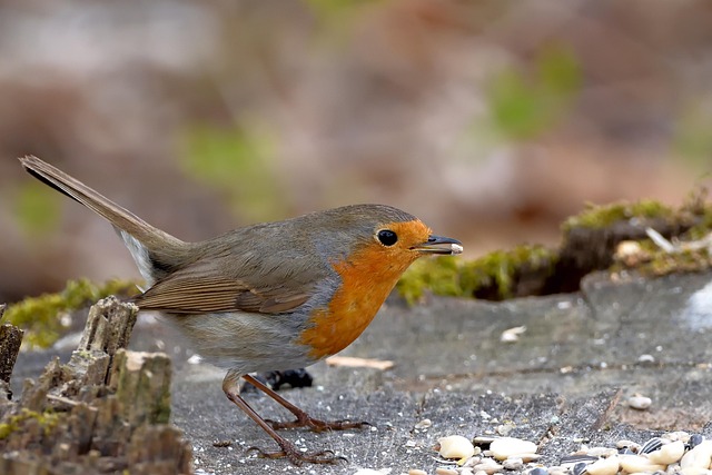 what do I feed a fledgling bird uk